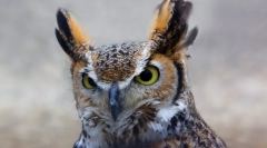 Owl în cultura umană